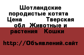 Шотландские породистые котята › Цена ­ 3 500 - Тверская обл. Животные и растения » Кошки   